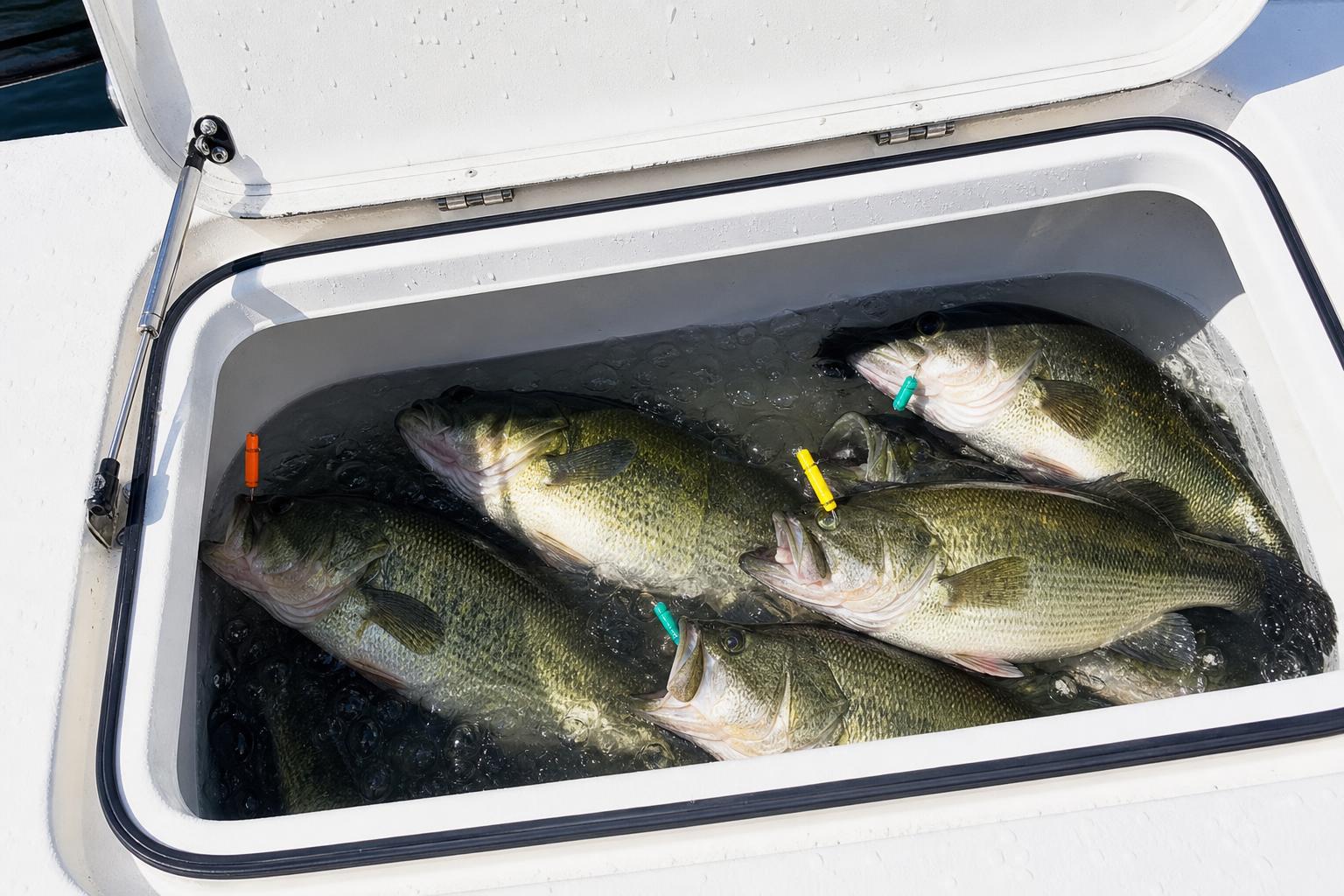 Fishing Tournament Glossary: Weighted Fish, Cull, Limit & More